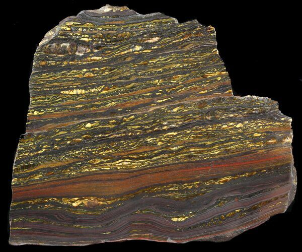 Polished Tiger Iron Stromatolite - ( Billion Years) #46806